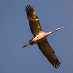 Crane, Grus grus flying against the sky - Barycz Valley. One large bird in the sky, a loner in the air, a symbol of freedom and independence, one of the largest birds in the world
