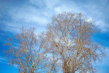 A leafless tree against a blue sky with white clouds on a sunny day
