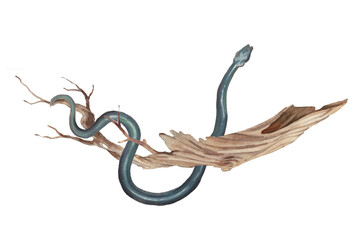 Obraz premium Watercolor snake illustration. Black snake on tree branch. Isolated fauna art object