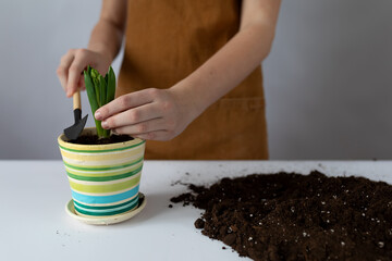 person planting a plant in a pot