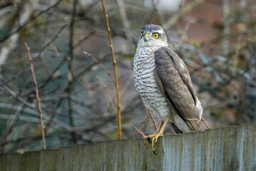 Eurasian sparrowhawk (Accipiter nisus) sitting in a fence