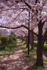 道路に面する公園の桜並木