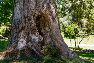 Obraz premium Árbol con agujero
