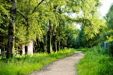 Dirt path through forest in summer