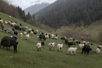 Obraz premium sheep grazing on the green meadows with mountains in backdrop.artvin .Turkey