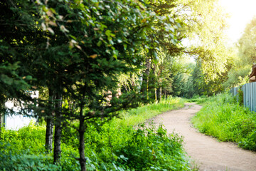 Fototapeta premium Dirt path through forest in summer