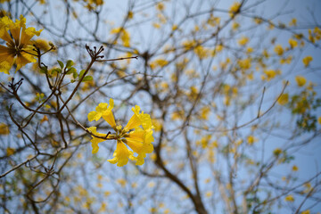 Blossom of golden trumpet tree (Handroanthus chrysotrichus) in Nam Cheong Park, Hong Kong at sunny spring day