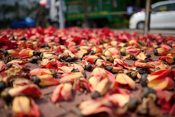 Flower of cotton tree (Bombax ceiba) on a street in Sham Shui Po, Hong Kong