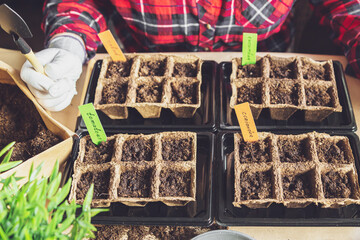 Woman's hands plant seeds at home.