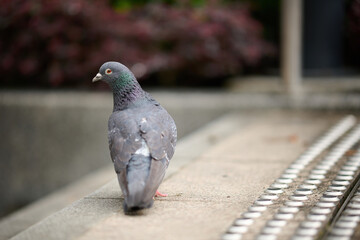 Rock Dove (Columba livia) in Victoria Park, Hong Kong
