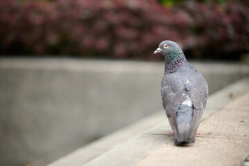 Rock Dove (Columba livia) in Victoria Park, Hong Kong