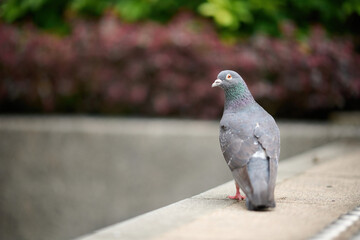 Obraz premium Rock Dove (Columba livia) in Victoria Park, Hong Kong