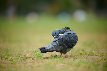 Obraz premium Rock Dove (Columba livia) in Victoria Park, Hong Kong