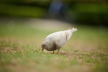 Rock Dove (Columba livia) in Victoria Park, Hong Kong
