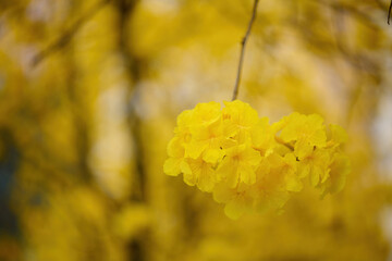 Blossom of golden trumpet tree (Handroanthus chrysotrichus) in Sheung Wan, Hong Kong at sunny spring day