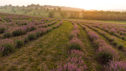 Obraz na płótnie Canvas Lavender flower in the field panoramic view