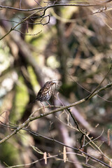 Thrush collecting nesting material