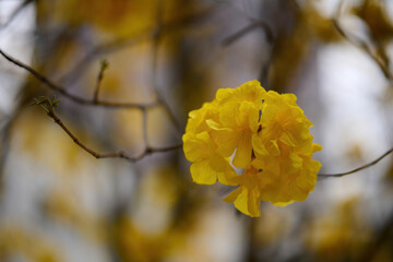Blossom of golden trumpet tree (Handroanthus chrysotrichus) in Sheung Wan, Hong Kong at sunny spring day