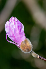 Pink Magnolia beginning to flower in springtime
