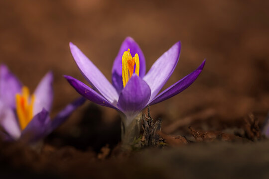 purple crocus flower open with brown background
