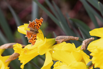 Comma Butterfly resting on a daffodil