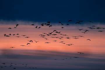 Cranes birds fly against the setting sun, Barycz Valley, birds in the air, freedom and independence in a beautiful sky, crane flights, grus grus