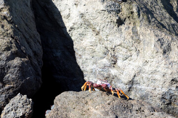 Tenerife Reef crab on the rocks at Amadores, Gran Canaria, Spain