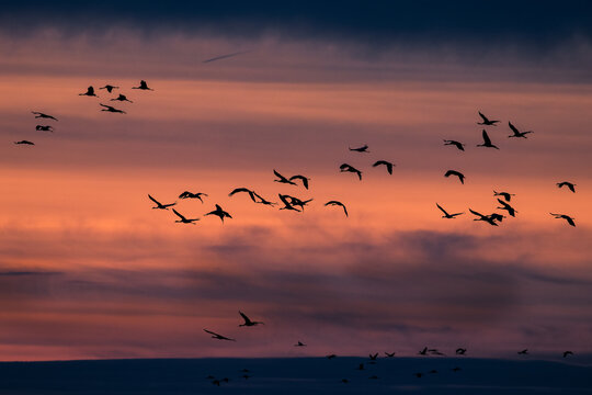 Cranes birds fly against the setting 