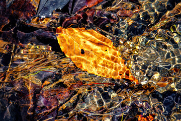 An autumn leaf that fell last spring is seen again in this roadside ditch covered by running water from the snow melting at higher elevations.  Water and Leaf.