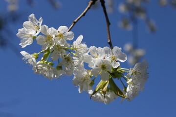 a branch with white cherry blossoms with a blue sky in the background