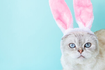 White fold-eared cat with rabbit ears on a blue background with space for text. High quality photo