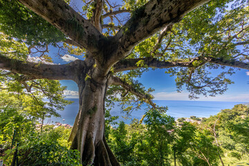 Saint-Pierre, Martinique, FWI - The Fromager tree over the city - obrazy, fototapety, plakaty