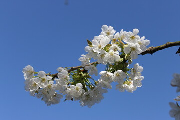a branch with white cherry blossoms with a blue sky in the background