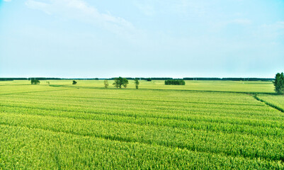 Fototapeta na wymiar High angle view of organic corn field at agriculture farm