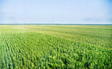 High angle view of organic corn field at agriculture farm