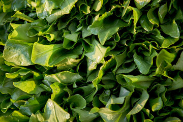 Green fresh organic spinach background. Top view