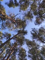 Full frame of tall trees against sky