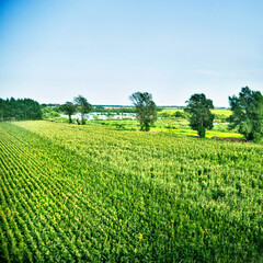 High angle view of organic corn field at agriculture farm