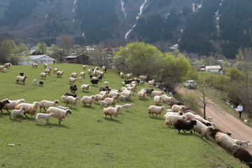 Fototapeta premium sheep grazing on the green meadows with mountains in backdrop.artvin .Turkey