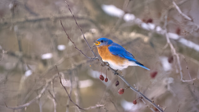 Eastern bluebird perched in a cherry tree with its tongue out, Oakland County, Michigan
