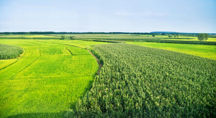 High angle view of organic corn field at agriculture farm