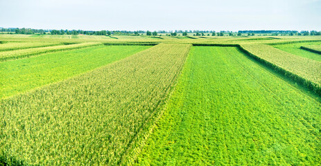 High angle view of organic corn field at agriculture farm