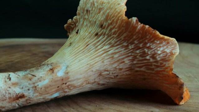 Woolly Chanterelle (Turbinellus floccosus) Mushroom Rotation