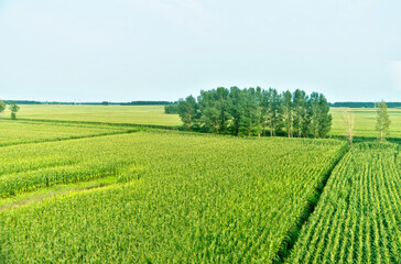 Fototapeta na wymiar High angle view of wheat field and countryside scenery