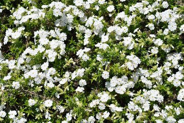 Creeping Phlox White Delight