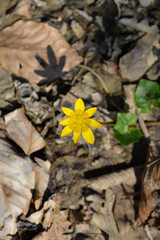 Lesser celandine