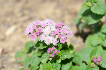 Obraz premium Floss Flower