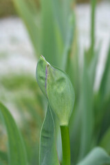 Tall bearded iris Pink Plume