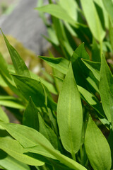 Lance-leaved water plantain