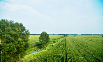 Naklejka premium High angle view of wheat field and countryside scenery